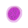 lymphocytes